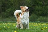 BORDER COLLIE 937